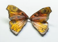 Cercei din rășină - Saturnia Sunrise