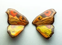 Cercei din rășină - Saturnia Sunset