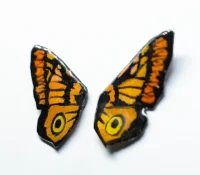 Cercei din rășină - Tiger Eye