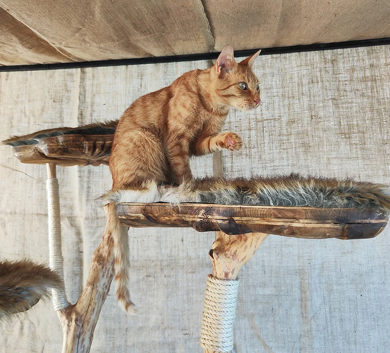Cat tree - imagine 9