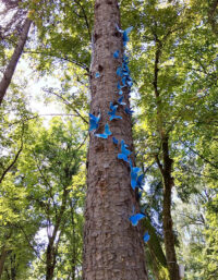 Îmbrățișare – Wanderlust Garden – Volkswagen