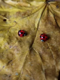 Cercei din rășină - Mămăruțe roșii